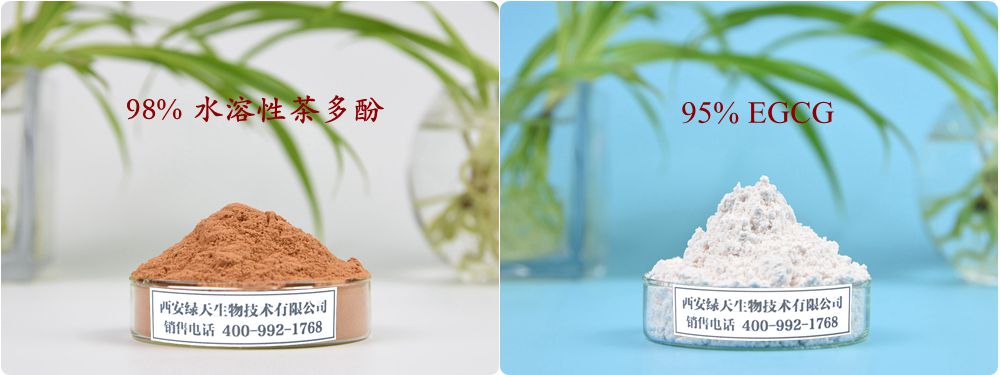 绿茶提取物